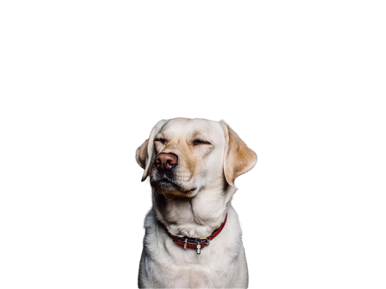 Jasny labrador w czerwonej obroży z zamkniętymi oczami, jego głowa jest skierowana lekko w lewą stronę
